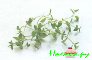 ТРАВЫ И ПРЯНОСТИ В КУЛИНАРИИ