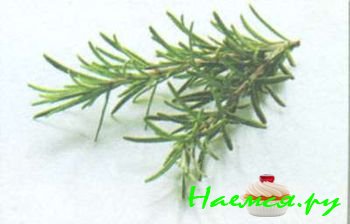 ТРАВЫ И ПРЯНОСТИ В КУЛИНАРИИ