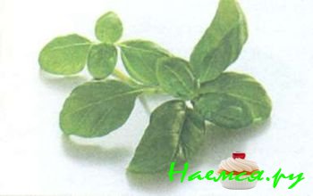 ТРАВЫ И ПРЯНОСТИ В КУЛИНАРИИ