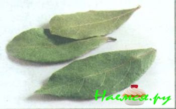 ТРАВЫ И ПРЯНОСТИ В КУЛИНАРИИ