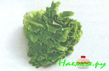 ПОПУЛЯРНЫЕ СОРТА САЛАТА 