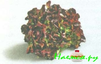 ПОПУЛЯРНЫЕ СОРТА САЛАТА 