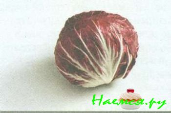 ПОПУЛЯРНЫЕ СОРТА САЛАТА 