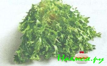 ПОПУЛЯРНЫЕ СОРТА САЛАТА 