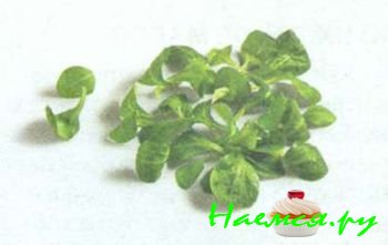 ПОПУЛЯРНЫЕ СОРТА САЛАТА 