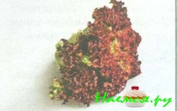 ПОПУЛЯРНЫЕ СОРТА САЛАТА 