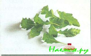 ПОПУЛЯРНЫЕ СОРТА САЛАТА 