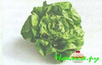 ПОПУЛЯРНЫЕ СОРТА САЛАТА 