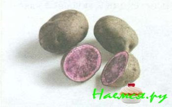 ЛУЧШИЕ СОРТА КАРТОФЕЛЯ 