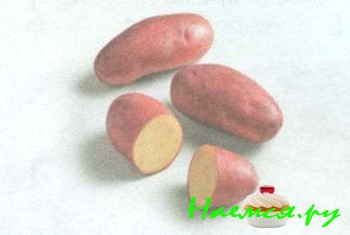 ЛУЧШИЕ СОРТА КАРТОФЕЛЯ