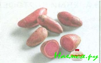 ЛУЧШИЕ СОРТА КАРТОФЕЛЯ 