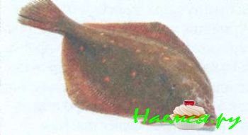 ПОПУЛЯРНЫЕ СОРТА РЫБЫ