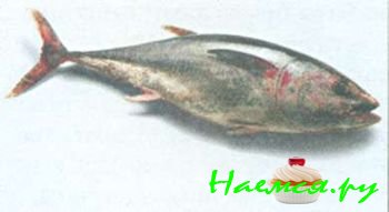 ПОПУЛЯРНЫЕ СОРТА РЫБЫ