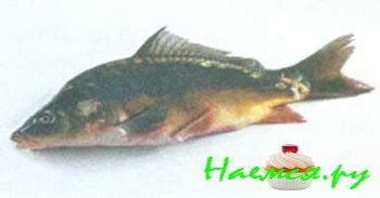 ПОПУЛЯРНЫЕ СОРТА РЫБЫ