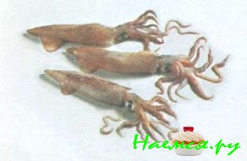 ПОПУЛЯРНЫЕ МОРЕПРОДУКТЫ 