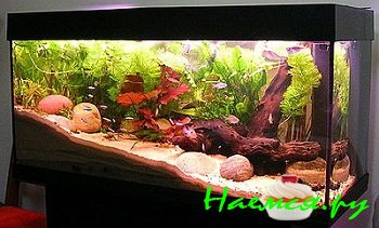 Что нужно для домашнего аквариума?