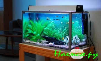 Польза от аквариума